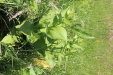 Thumbnail IMG_2522.JPG 