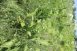 Thumbnail IMG_2523.JPG 