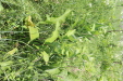 Thumbnail IMG_2524.JPG 