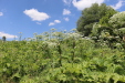 Thumbnail IMG_2527.JPG 