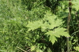 Thumbnail IMG_2528.JPG 