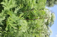 Thumbnail IMG_2530.JPG 