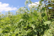 Thumbnail IMG_2531.JPG 