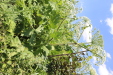Thumbnail IMG_2532.JPG 