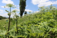 Thumbnail IMG_2533.JPG 