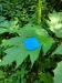 Thumbnail IMG20220707095953.jpg 