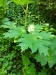 Thumbnail IMG20220707100000.jpg 