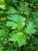 Thumbnail IMG20220707100006.jpg 