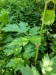 Thumbnail IMG20220707100010.jpg 