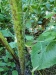 Thumbnail IMG20220707100019.jpg 