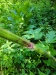 Thumbnail IMG20220707100025.jpg 