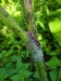 Thumbnail IMG20220707100059.jpg 