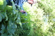 Thumbnail IMG_2931.JPG 