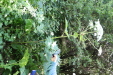 Thumbnail IMG_2933.JPG 