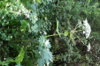 Thumbnail IMG_2934.JPG 