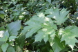 Thumbnail IMG_2935.JPG 