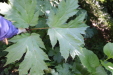 Thumbnail IMG_2936.JPG 