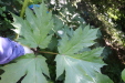 Thumbnail IMG_2937.JPG 