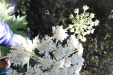 Thumbnail IMG_2938.JPG 