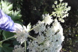 Thumbnail IMG_2939.JPG 