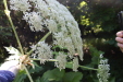 Thumbnail IMG_2940.JPG 