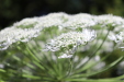 Thumbnail IMG_2941.JPG 