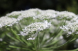 Thumbnail IMG_2942.JPG 