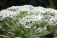 Thumbnail IMG_2943.JPG 