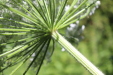 Thumbnail IMG_2944.JPG 