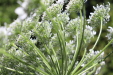Thumbnail IMG_2945.JPG 
