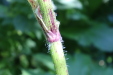 Thumbnail IMG_2946.JPG 