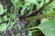 Thumbnail IMG_2947.JPG 
