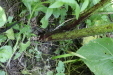 Thumbnail IMG_2948.JPG 