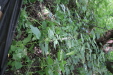 Thumbnail IMG_2949.JPG 