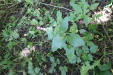 Thumbnail IMG_2950.JPG 