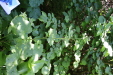 Thumbnail IMG_2951.JPG 