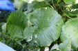 Thumbnail IMG_2952.JPG 
