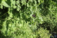 Thumbnail IMG_2953.JPG 