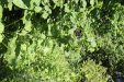 Thumbnail IMG_2954.JPG 