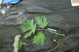 Thumbnail IMG_2955.JPG 