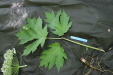 Thumbnail IMG_2956.JPG 