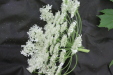 Thumbnail IMG_2960.JPG 