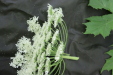 Thumbnail IMG_2961.JPG 