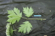 Thumbnail IMG_2962.JPG 