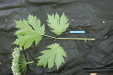 Thumbnail IMG_2963.JPG 