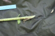 Thumbnail IMG_2964.JPG 
