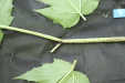 Thumbnail IMG_2965.JPG 