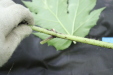 Thumbnail IMG_2966.JPG 
