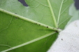 Thumbnail IMG_2967.JPG 