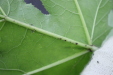 Thumbnail IMG_2968.JPG 